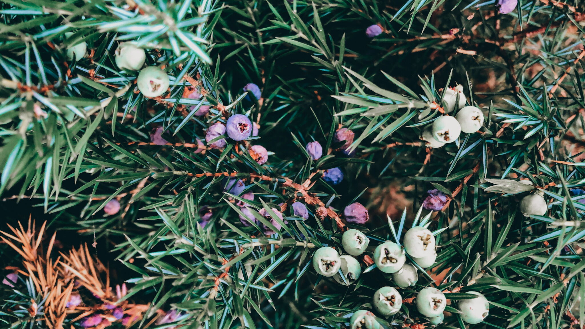 Beeren