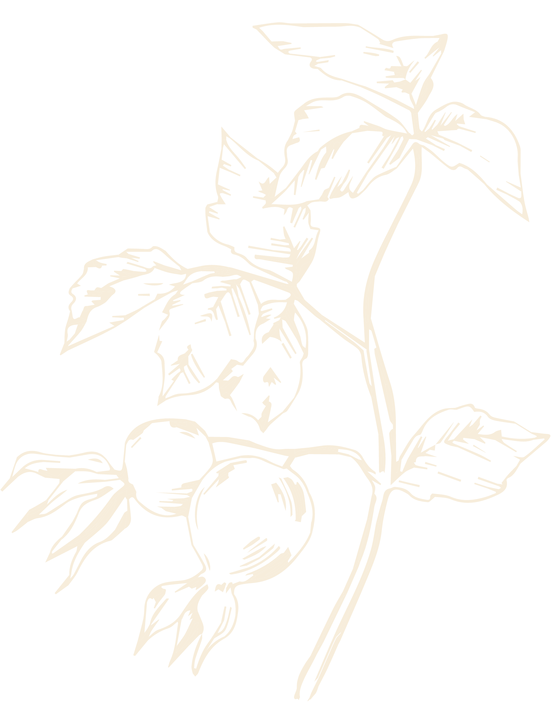 Strauch