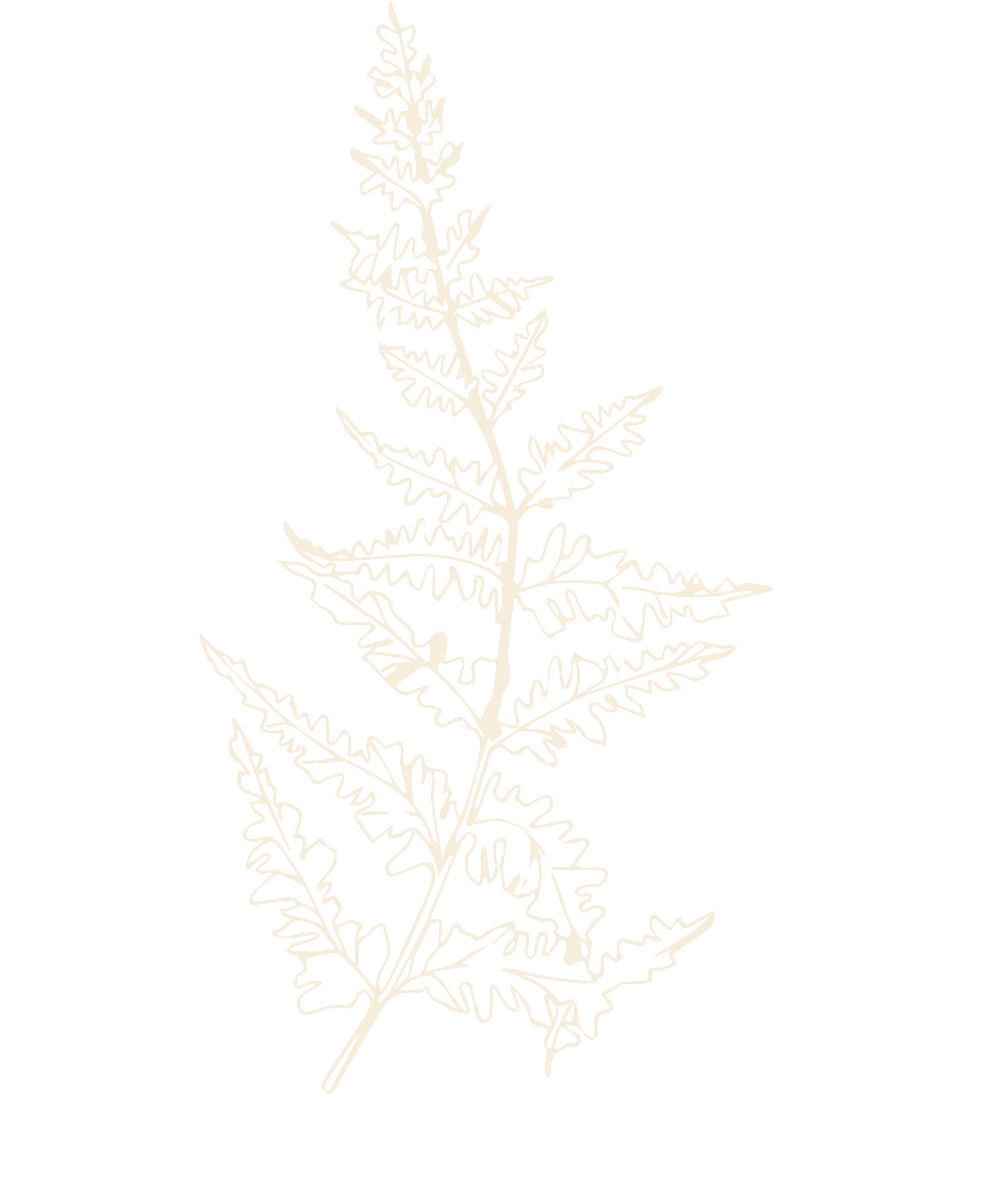 Strauch